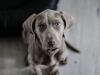 Medical Advances in Animal Care