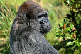 Gorilla