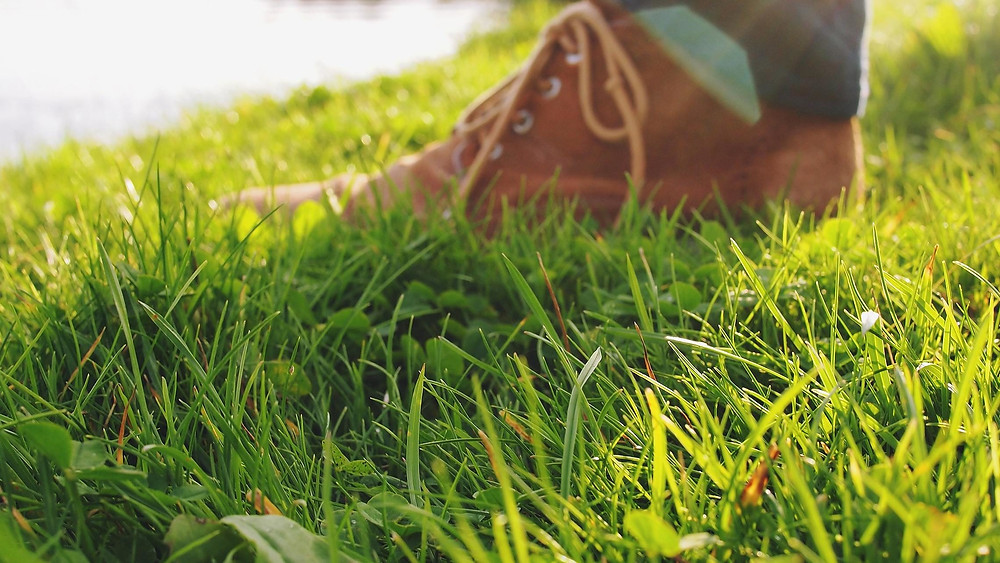 Grass lawn