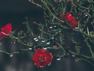 Selected Photography from David Ishaya Osu
