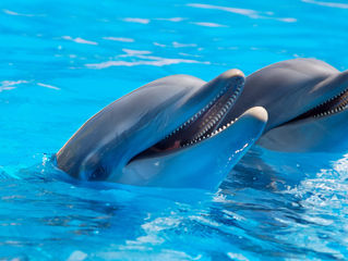 Article: Can We Finally Learn What Animals Are Saying?