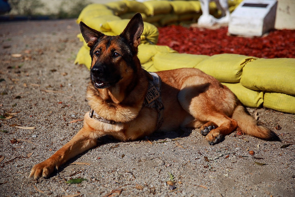 Luca War Dog