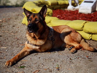 Honoring Animals in Military Service