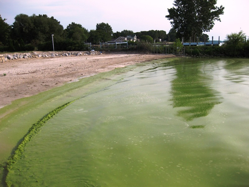 Deadly Blooms Algae Blooms in Beaches