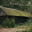 Fiction: The Moss Beneath Her Door by Hashim Quraishi