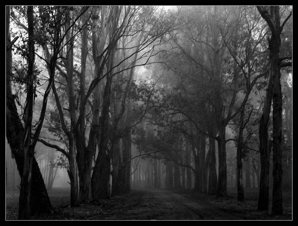 Spooky Forest