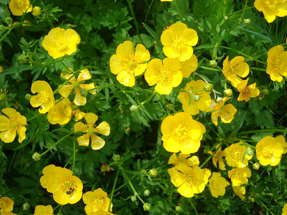 Primrose