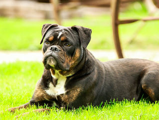 Deceptively Amazing: The Intelligence of Our Pets