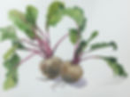 Beetroot