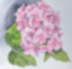 Raindrops on Hydrangea