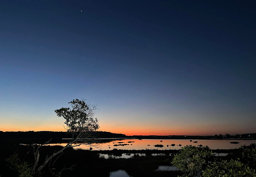 marsh at night_edited.jpg