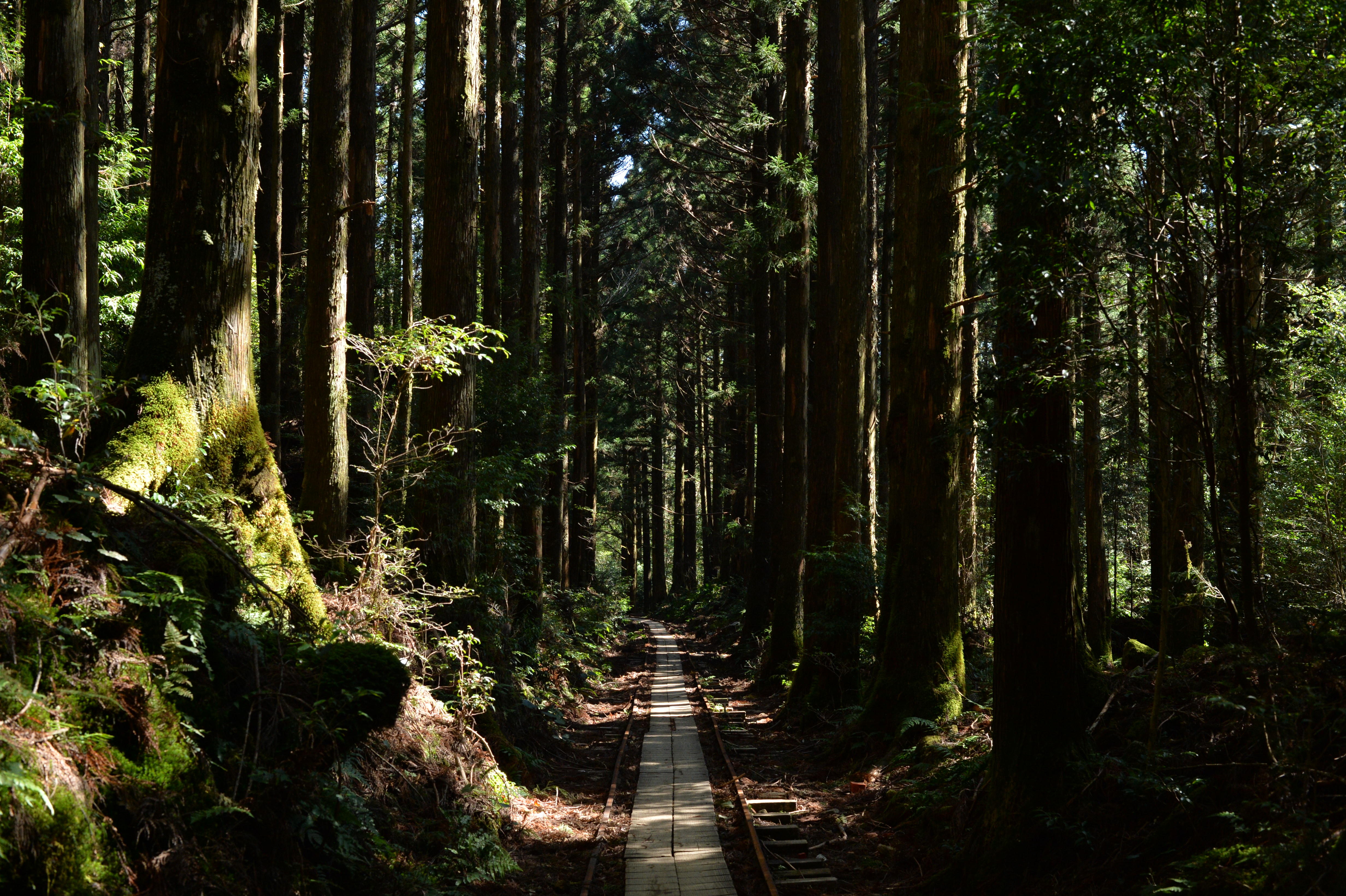 かつての大伐採時代を物語るトロッコ道