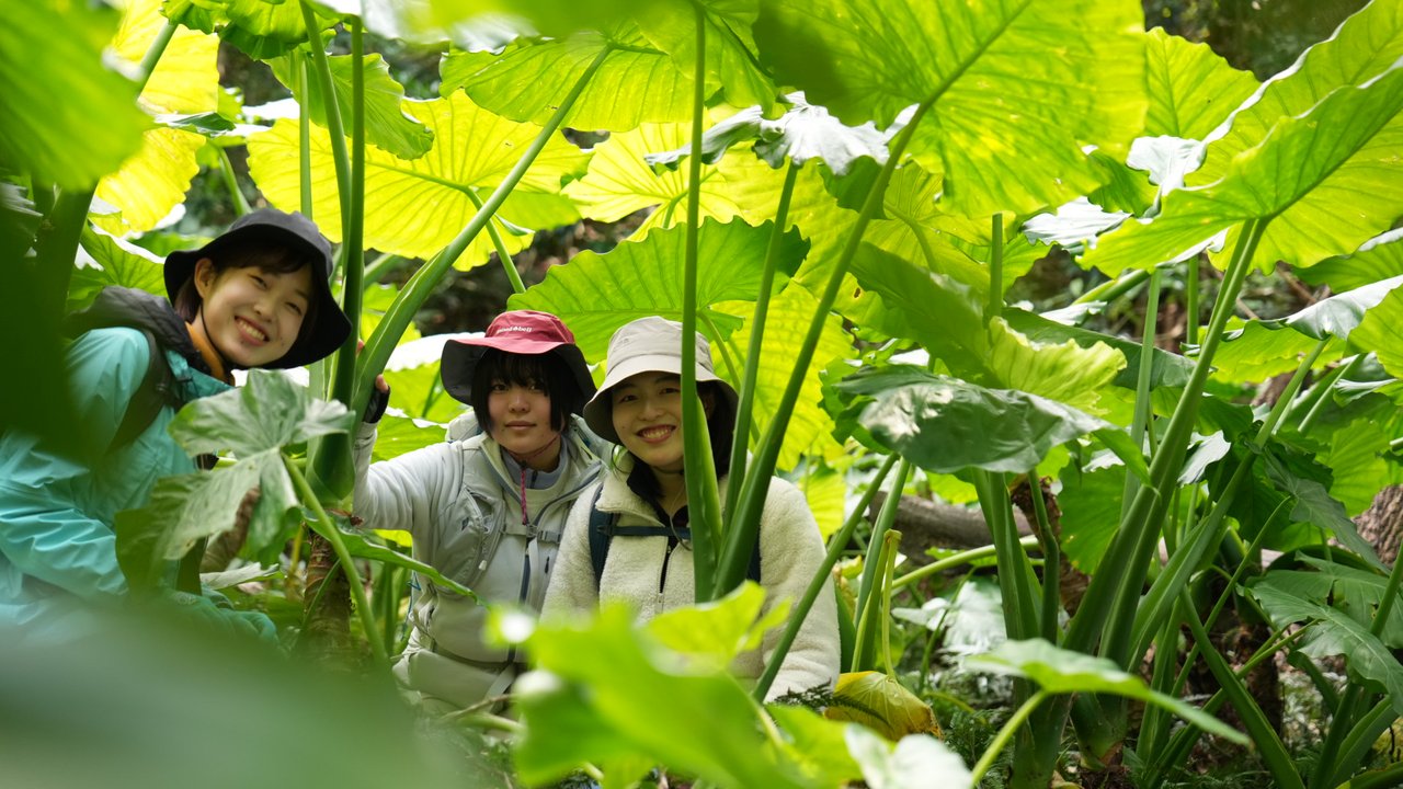 世界遺産の照葉樹林