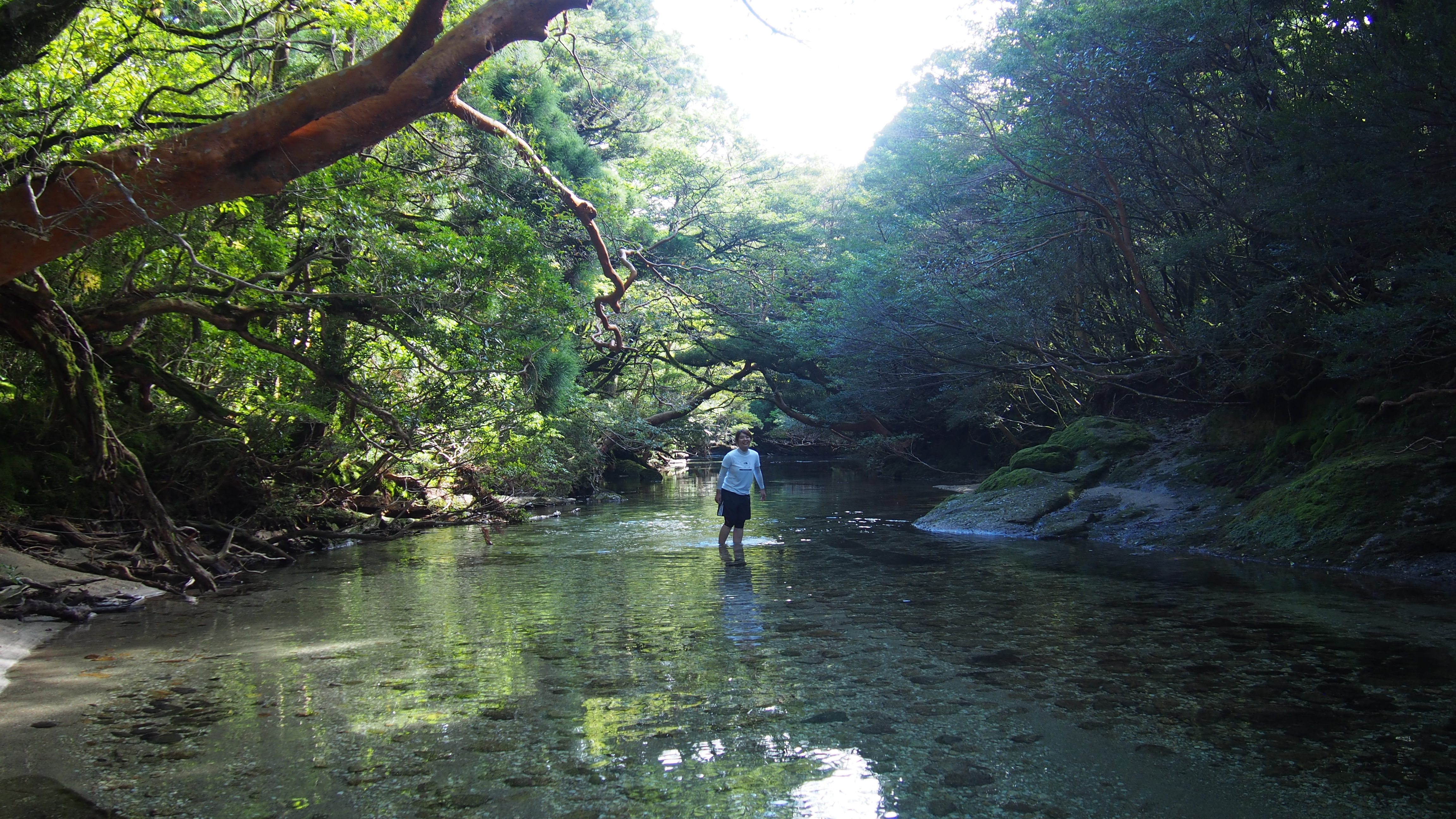 静かに流れる美しい淀川