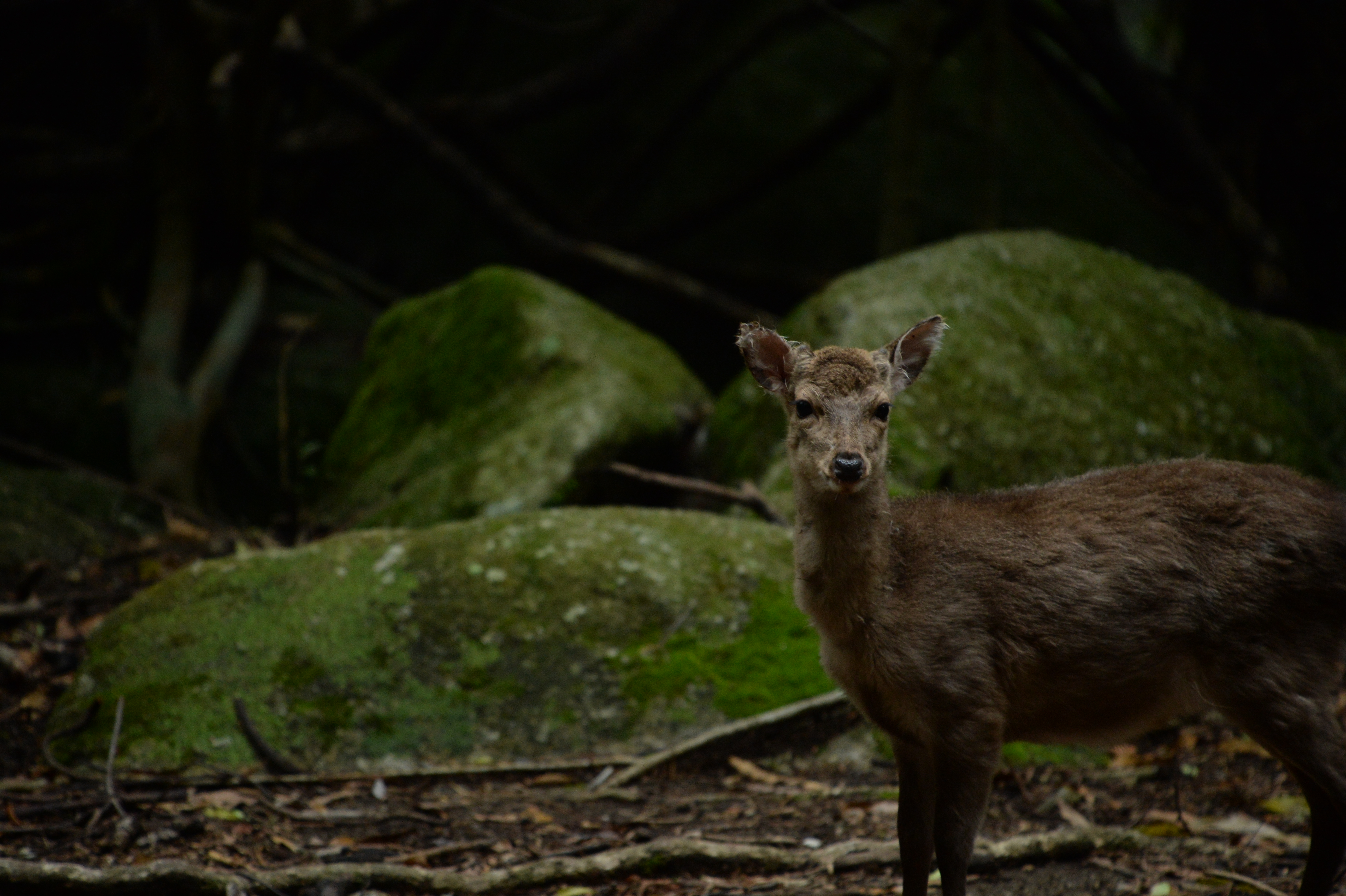 野生動物との出会い