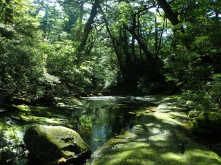 Blog 屋久島ガイドツアー