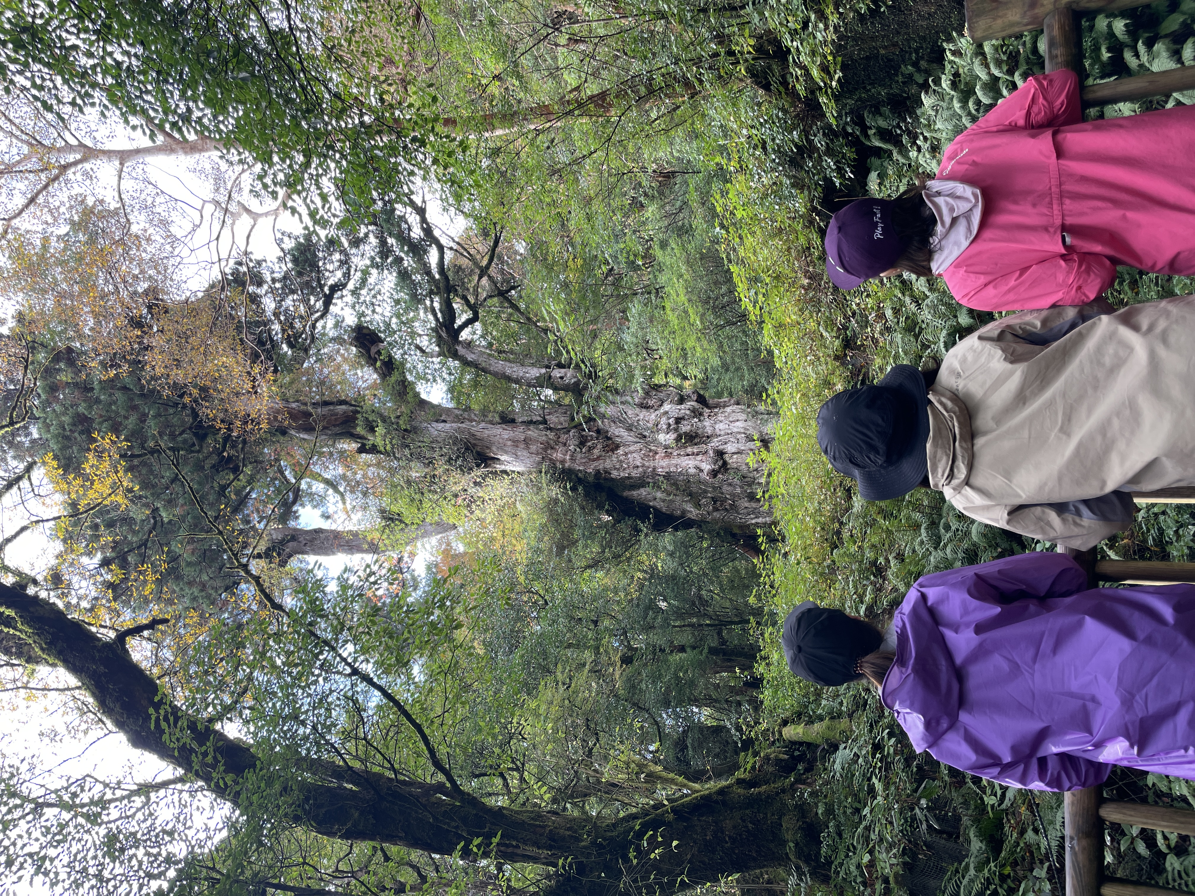 縄文杉との対面