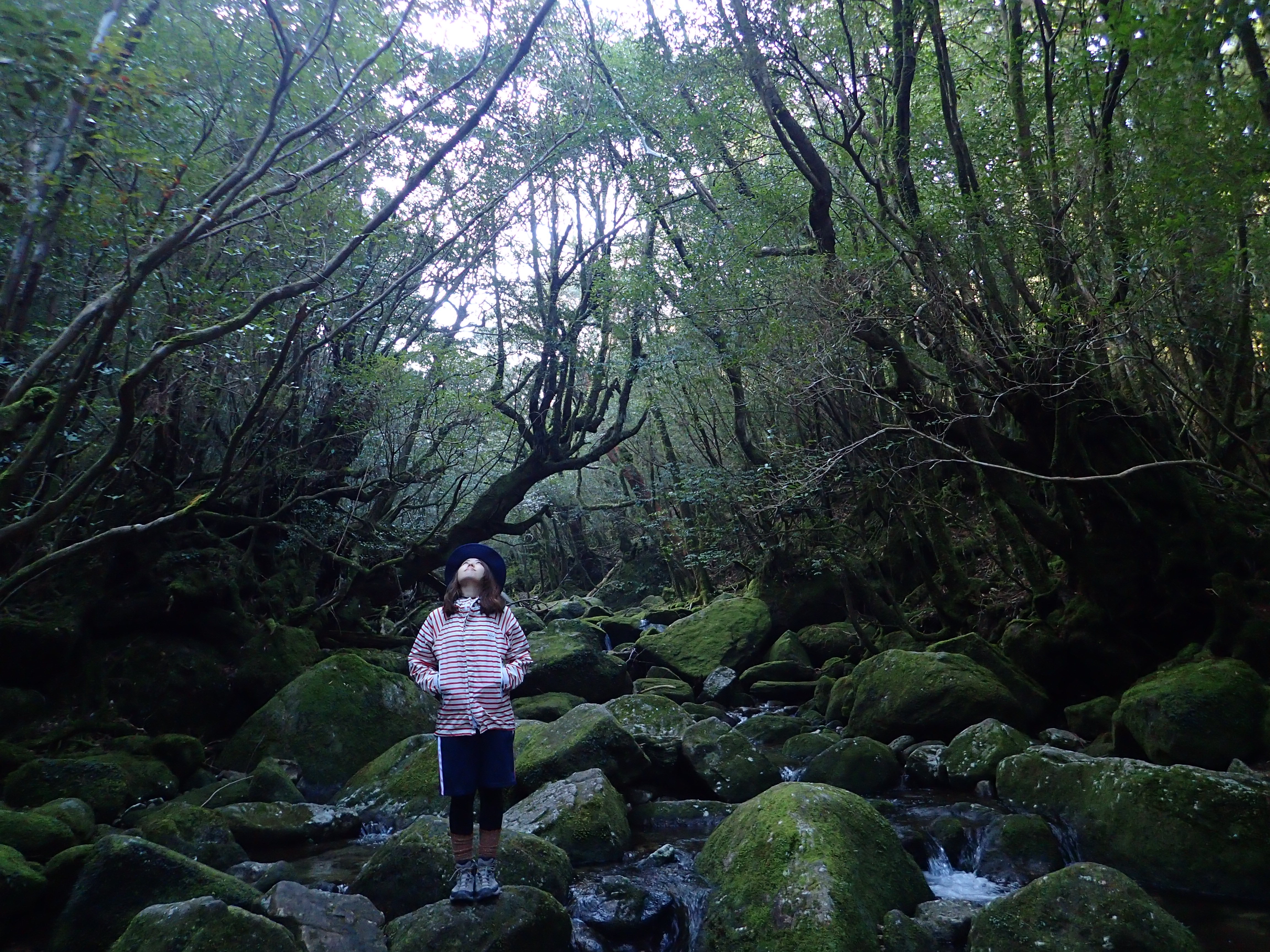 白谷雲水峡+縄文杉一泊登山の写真(鹿児島県屋久島町)