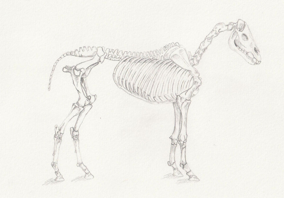 My own drawing to reference