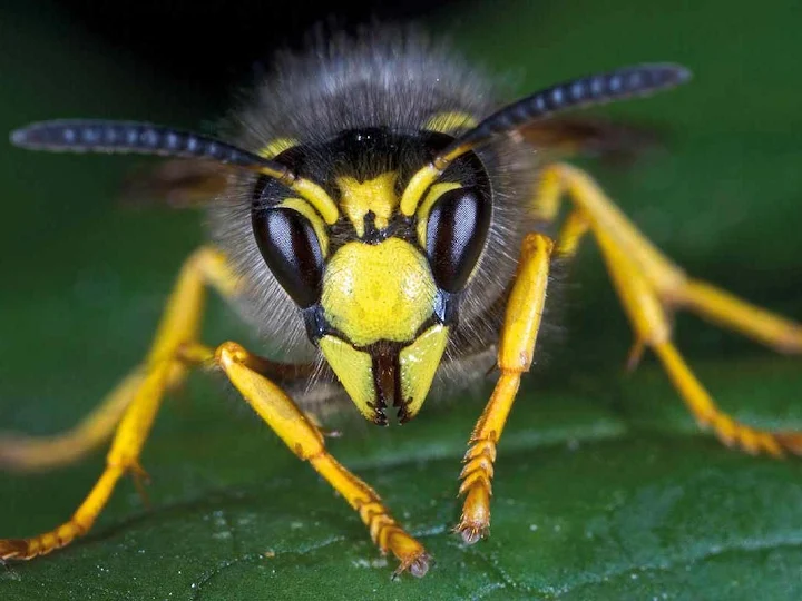 Close-up image of a yellow and black wasp standing on a green leaf, showing detailed features of its face, antennae, and legs.