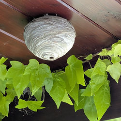 A large wasp nest is attached to the underside of a wooden roof overhang, with green leafy vines growing nearby.
