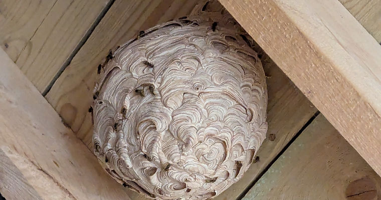 A detailed view of a wasp nest located inside a wooden beam, emphasizing the nest's shape and the beam's surface.