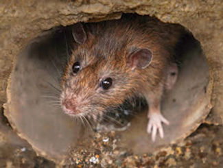 A brown rat peeks from a dirt tunnel, highlighting the need for effective rodent control. Sonville Pest Control Edinburgh offers trusted Rodent Control solutions for areas with rats among soil and stones.