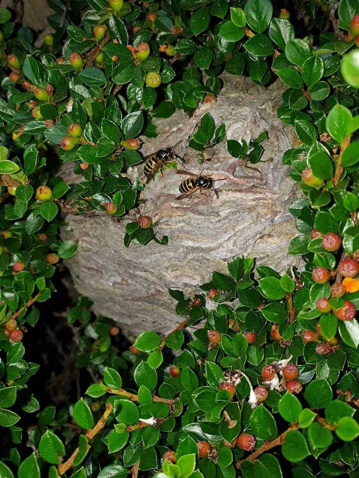 A wasp nest is nestled among dense green leaves and small red berries, partially hidden by the surrounding foliage. Experiencing issues with wasps in or a round your property contact sonville pest control today for a same day wasp nest removal near me
