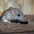 A gray mouse peeks out from a gap in wooden boards, with its head and one paw visible. The blurred beige background draws focus to the mouse—a reminder of why reliable pest control Edinburgh services are essential to get rid of unwanted guests.