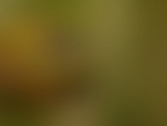 A wasp delicately balances on a leaf, its vivid yellow and black stripes mirrored perfectly in the tranquil water below.