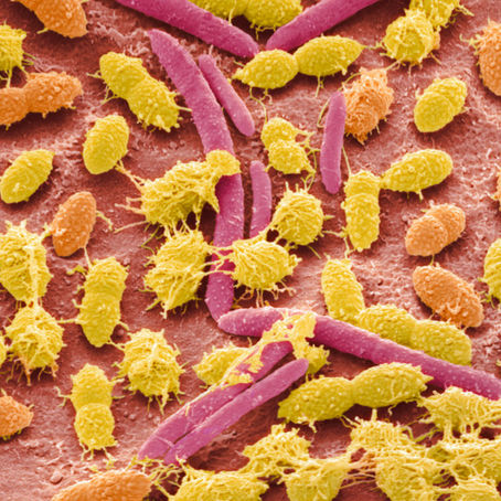 The gut microbiome