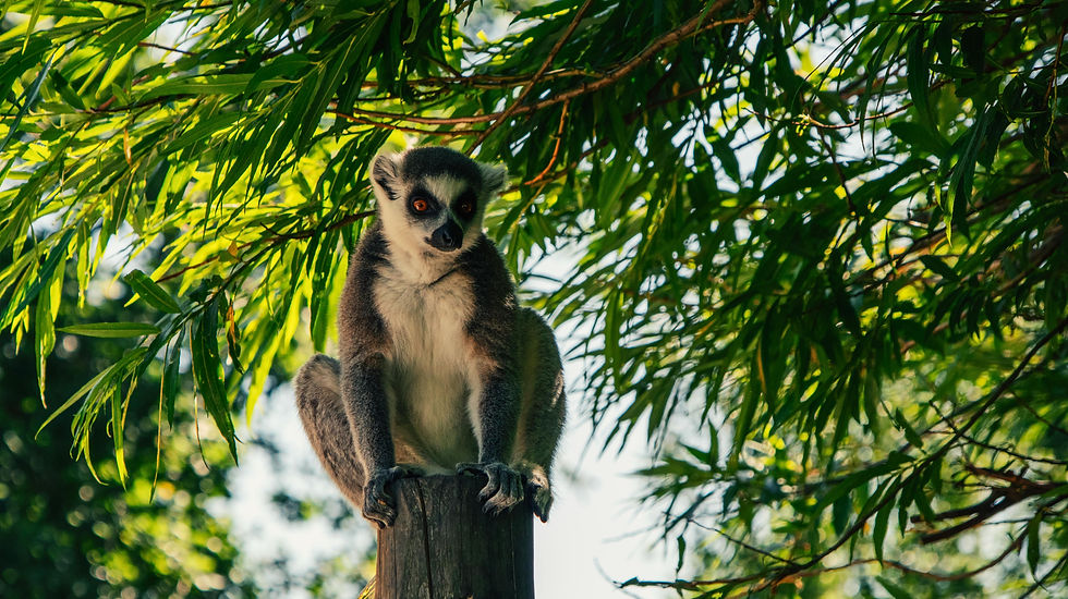 Lemur perched on a tree stump, surrounded by lush green foliage, in Madagascar. The setting is sunny and vibrant, enhancing the lemur's focused gaze.