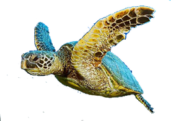 tortuga-marina-gigante copia