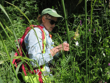 The Snapdragon Hunt