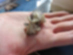 Rooneyia in the palm of Chris' hand