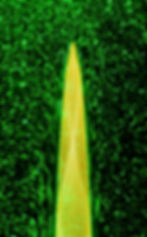 Photo showing a single candy pinnacle dissolving into water.