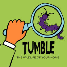 Join Tumble's The Wildlife Of Your Home Podcourse!