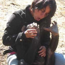 A scientist tickling a chimpanzee