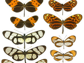 The Butterflies of Paris