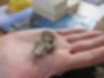 Mahgarita in Chris' palm