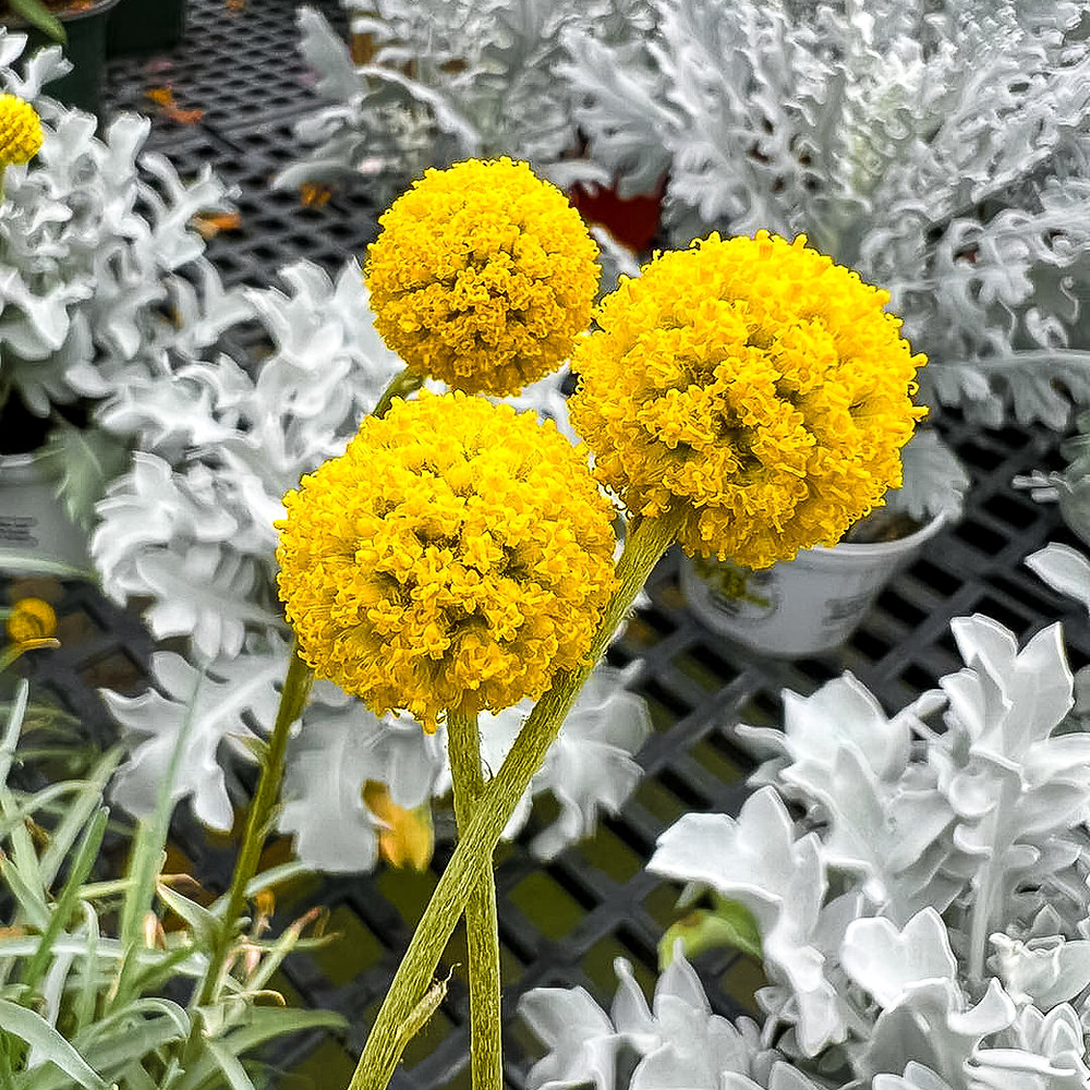 The Golf Ball Plant aka Craspedia
