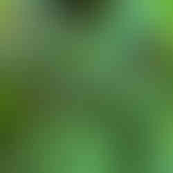 Japanese beetles eating the leaves of the plant.