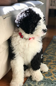 Bernedoodles