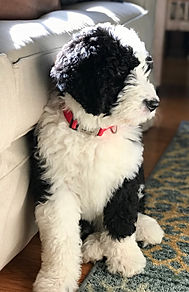 Bernedoodles