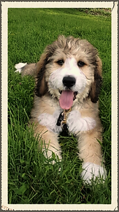 Bernedoodle puppies for sale