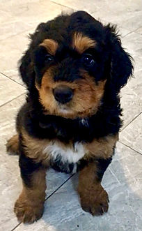 Bernedoodles