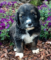 Bernedoodles