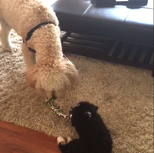 bernedoodles