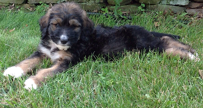 bernedoodles