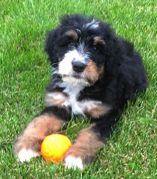 Puppy with ball